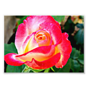 Una foto color de rosa hermosa