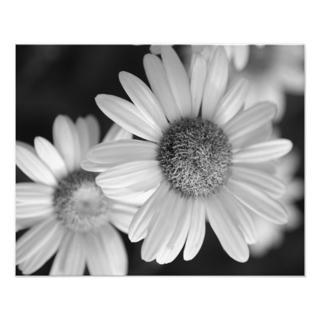 Una foto en blanco y negro de una flor (Frente)