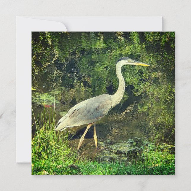 Una garza azul (Anverso)