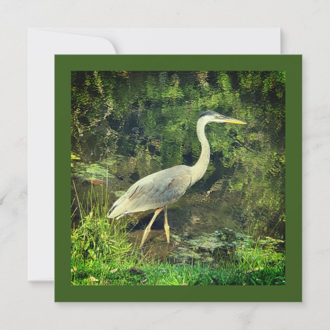 Una garza azul (Anverso)