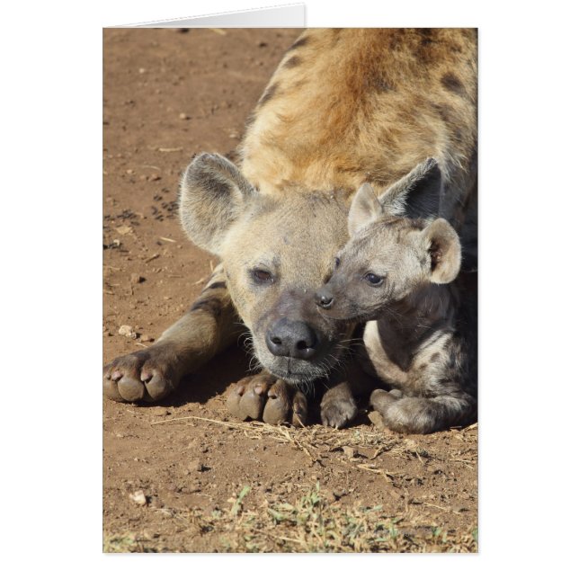 Una hembra de Híena y su cachorro, Kruger (Frente)