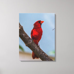 Una impresión en lienzo estirado de 18 x 24 Cardin