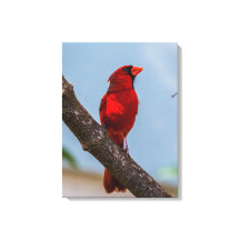 Una impresión en lienzo estirado de 18 x 24 Cardin