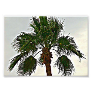 Una impresión fotográfica de una palmera