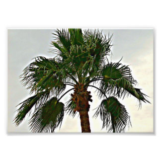 Una impresión fotográfica de una palmera