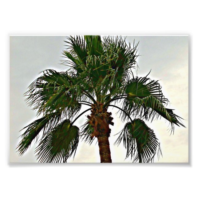 Una impresión fotográfica de una palmera (Frente)