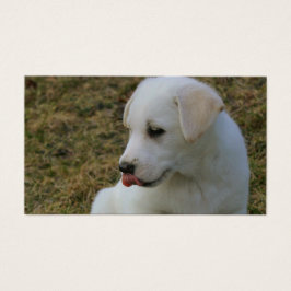 Una lengua de cachorros