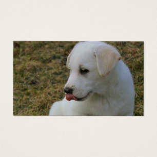 Una lengua de cachorros