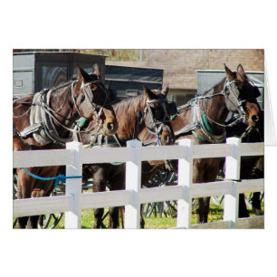 Una línea de caballos Amish