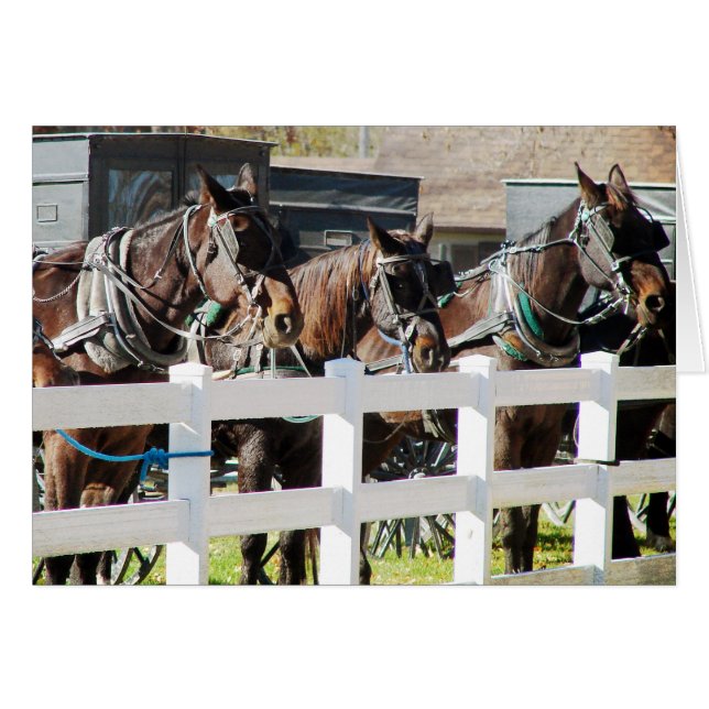 Una línea de caballos Amish (Anverso (Horizontal))
