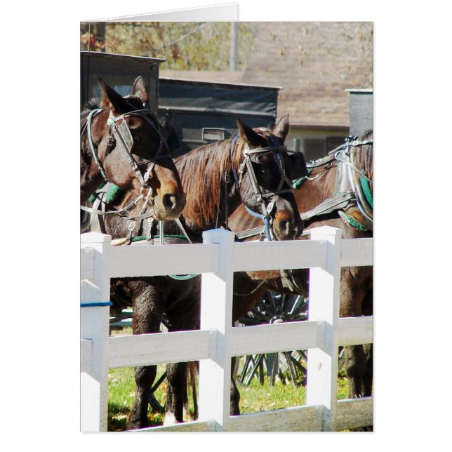 Una línea de caballos Amish (Frente)