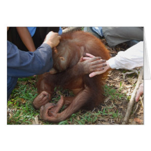 Una mano amiga para los orangutanes