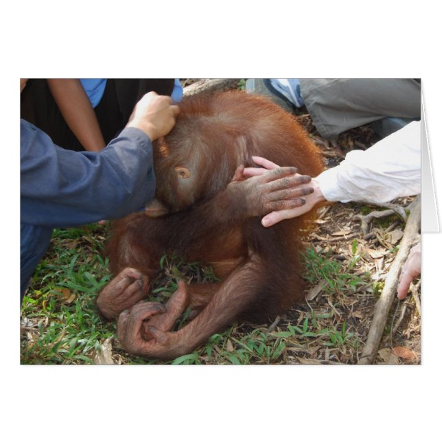 Una mano de ayuda para los orangutanes (Anverso (Horizontal))