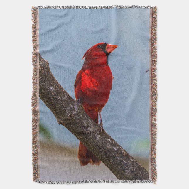 Una manta de lanzamiento cardenal (Frente vertical)