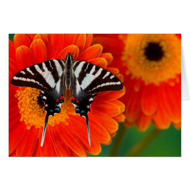 Una mariposa cebra (Anverso (Horizontal))