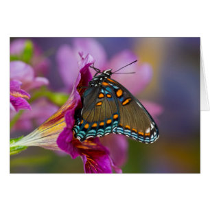 Una mariposa cola de golondrina