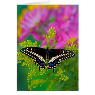 Una Mariposa Cola de Golondrina Aterrizando