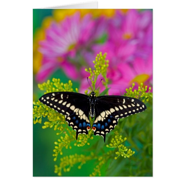 Una Mariposa Cola de Golondrina Aterrizando (Frente)