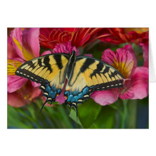 Una mariposa cola de golondrina tigre