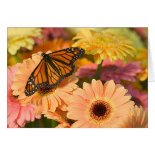 Una mariposa de ropa de duelo