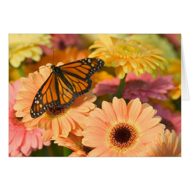 Una mariposa de ropa de duelo (Anverso (Horizontal))