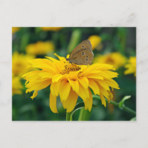 Una mariposa en una postal de flores amarillas