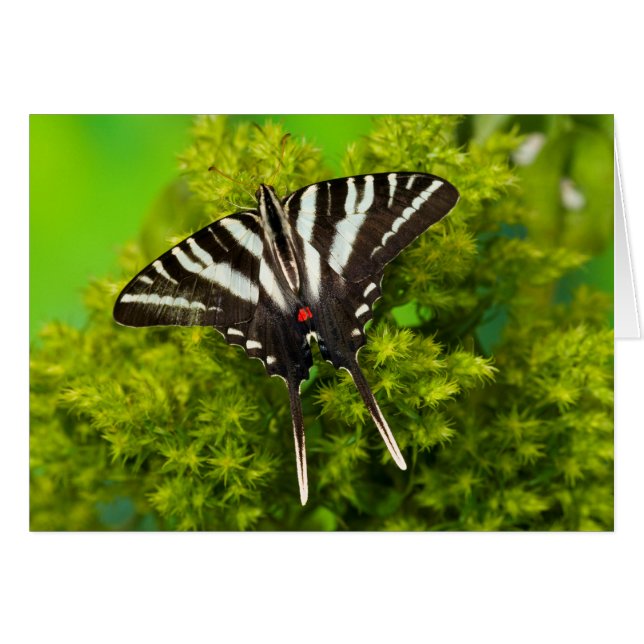 Una Mariposa Papilio Norteamericana (Anverso (Horizontal))