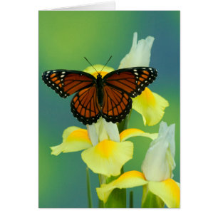 Una mariposa virrey en un lirio japonés amarillo