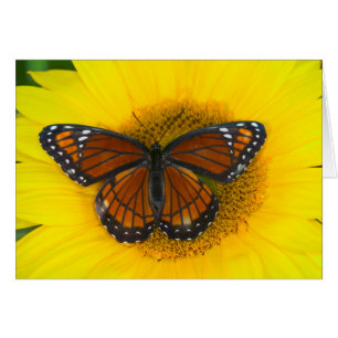 Una Mariposa Virrey Limenitis Archippus
