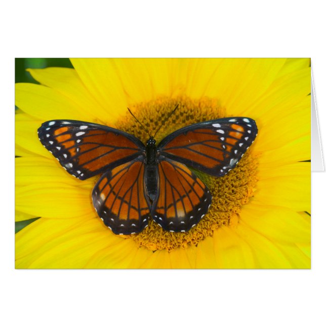 Una Mariposa Virrey | Limenitis Archippus (Anverso (Horizontal))