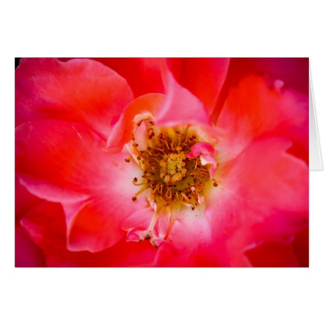 Una mirada dentro (Anverso (Horizontal))