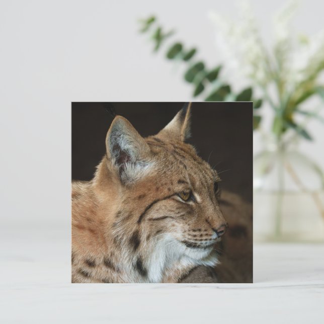 Una mirada intensa: el cierre de un Lynx (Anverso de pie)