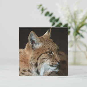 Una mirada intensa: el cierre de un Lynx