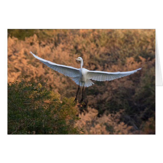 Una mosca de Egret (Anverso (Horizontal))