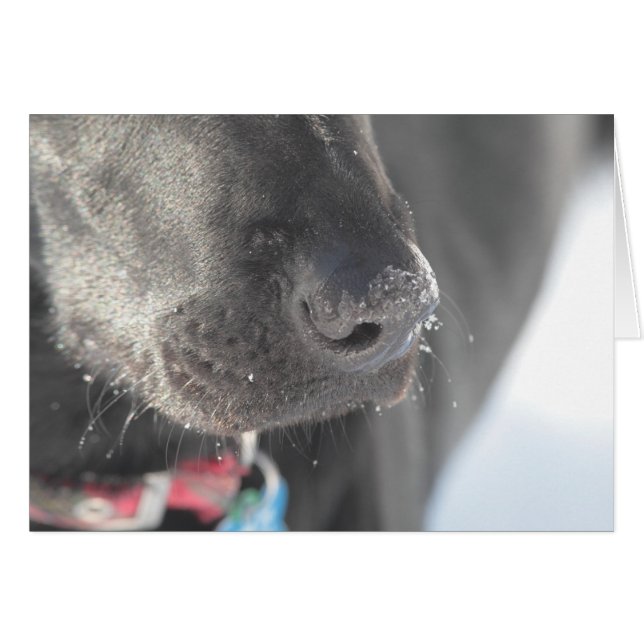 Una nariz en invierno (Anverso (Horizontal))