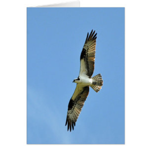 ¡Una Osprey Soars!