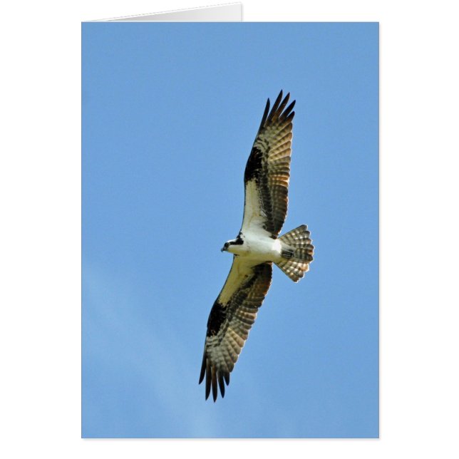 ¡Una Osprey Soars! (Frente)