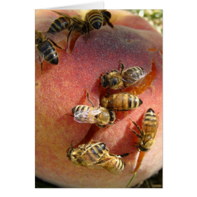 Una Peach Para Las Abejas (Frente)