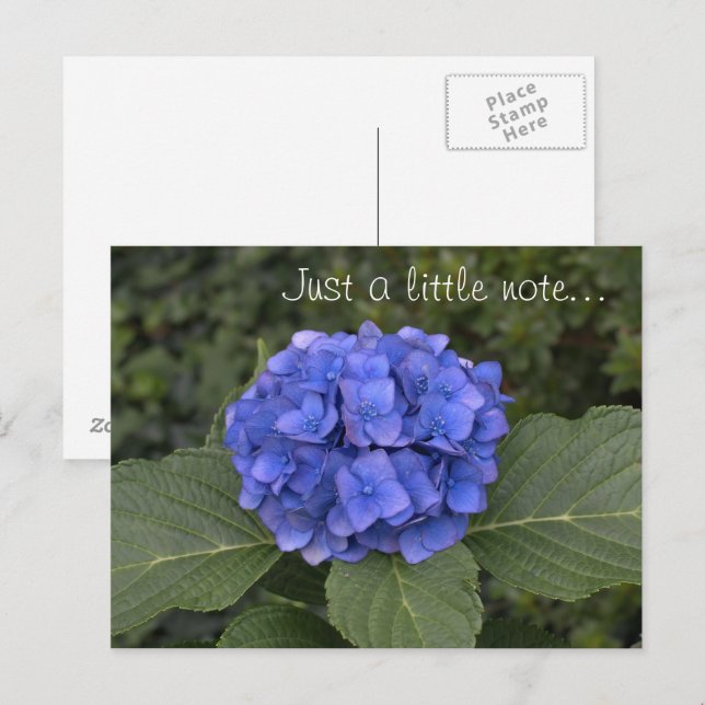 Una Pequeña Nota De La Hidrangea Azul bonito (Anverso / Reverso)