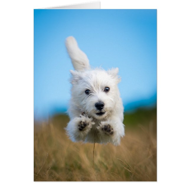 Una pequeña porquería de la región montañosa occid (Frente)