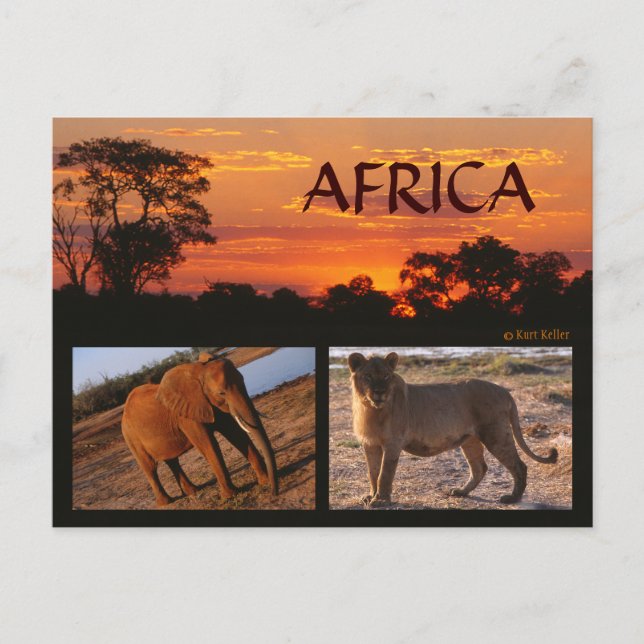 Una postal africana de safari (Anverso)