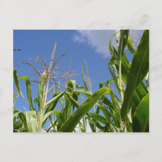 ¡Una Postal Corny!