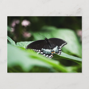 Una postal de apariencia