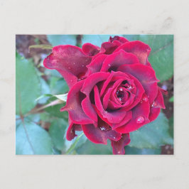 Una postal de Kenia para un Rosa