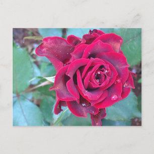 Una postal de Kenia para un Rosa