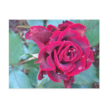 Una postal de Kenia para un Rosa