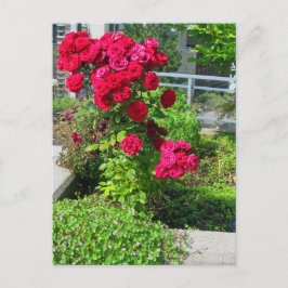 Una postal de la explosión de Rosas