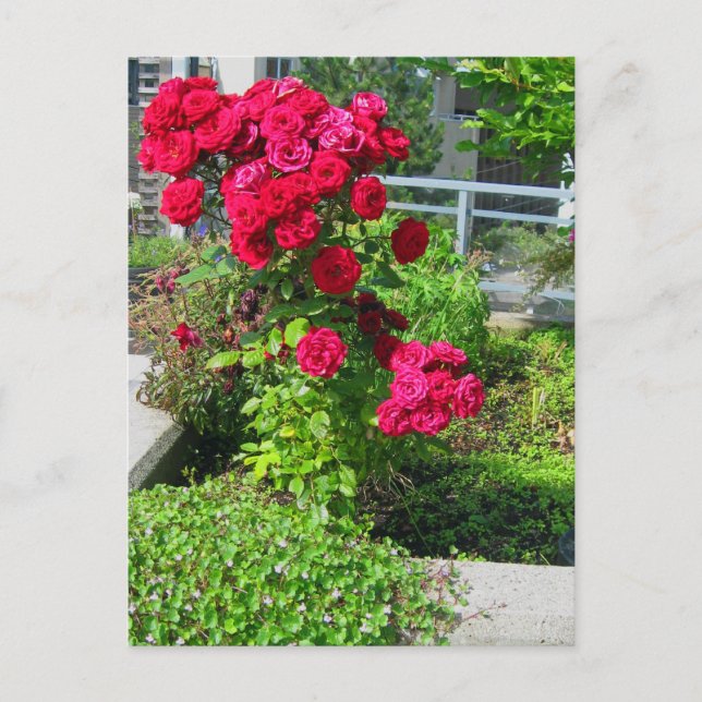 Una postal de la explosión de Rosas (Anverso)