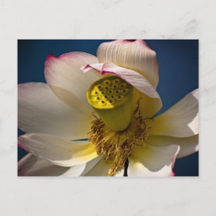 Una postal de Lotus Blossom