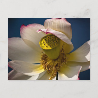 Una postal de Lotus Blossom